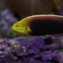 1292-saltwater_tropical_fish_0213.JPG