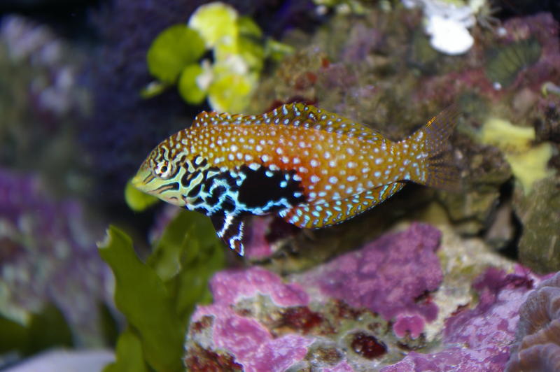 colourful saltwater tropical fish