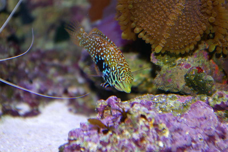 colourful saltwater tropical fish