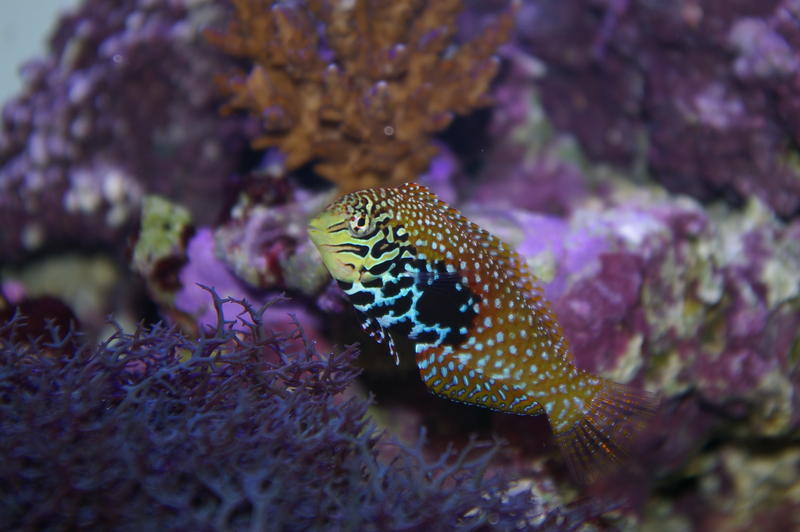 colourful saltwater tropical fish