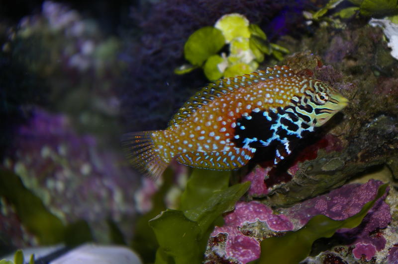 colourful saltwater tropical fish