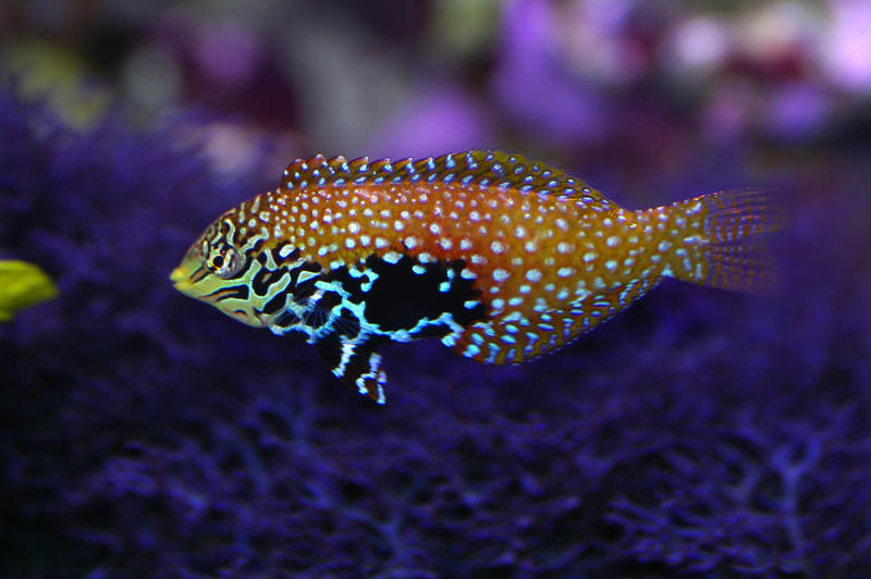 colourful saltwater tropical fish