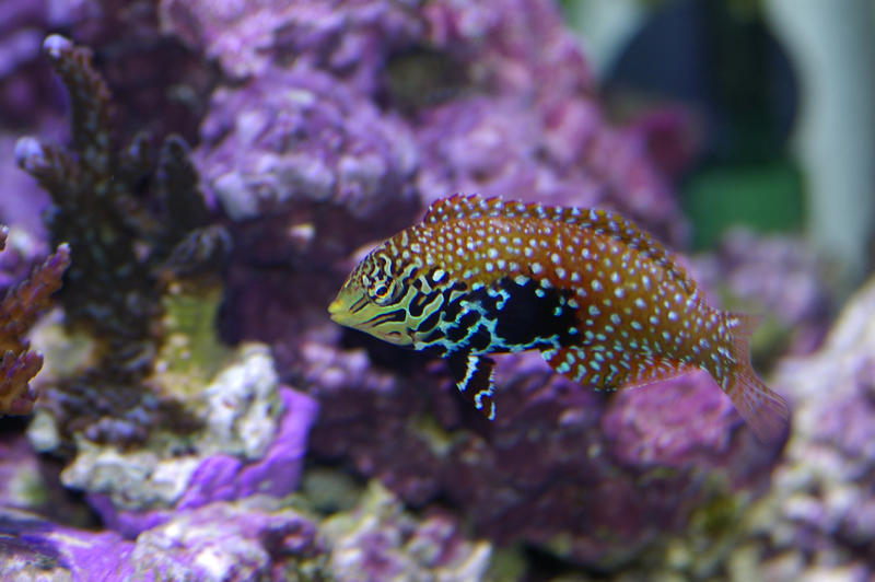 colourful saltwater tropical fish