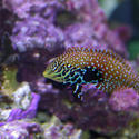 1293-saltwater_tropical_fish_0804.JPG