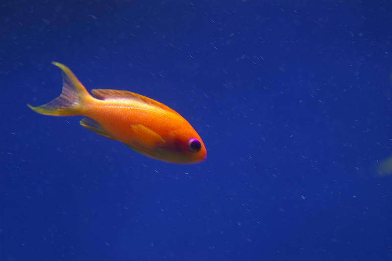 colourful saltwater tropical fish