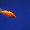 1294-saltwater_tropical_fish_0988.JPG