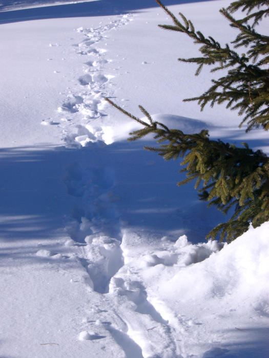 footprints through deep snow passing and alpine tree