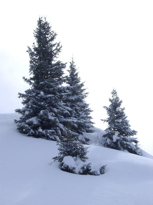 A small group of alpine pine trees stood in a snow drift