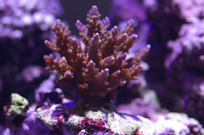 colourful purple and blue display of tropical corals