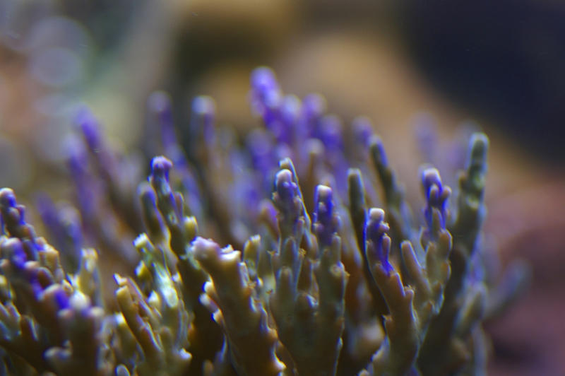 colourful purple and blue display of tropical corals