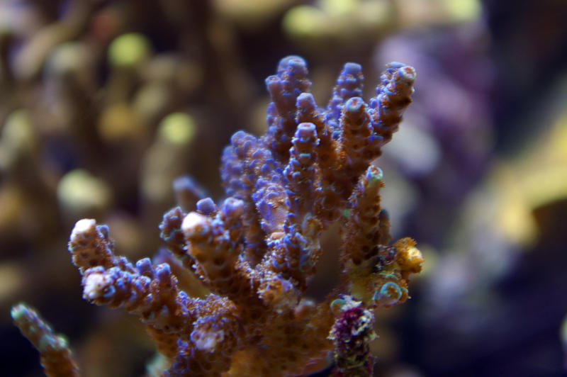 colourful purple and blue display of tropical corals