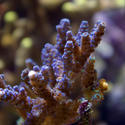 1350-tropical_corals_0711.JPG