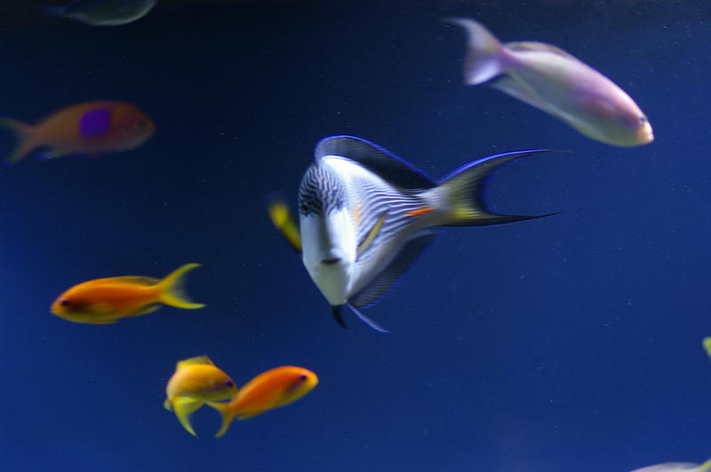 a selection of colourful saltwater tropical fish