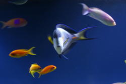 1351-tropical_fish_0986.JPG