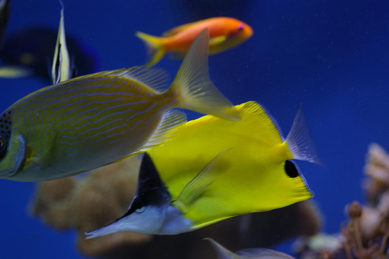 a selection of colourful saltwater tropical fish