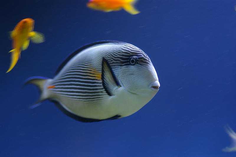 a selection of colourful saltwater tropical fish