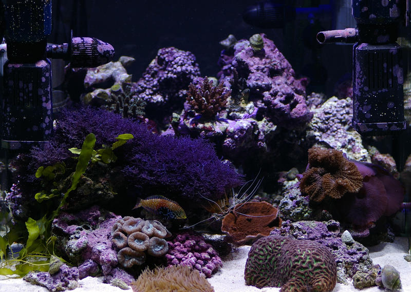colourful fish and corals in a saltwater aquarium tank