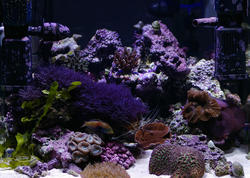 1352-tropical_saltwater_aquarium_0835.JPG
