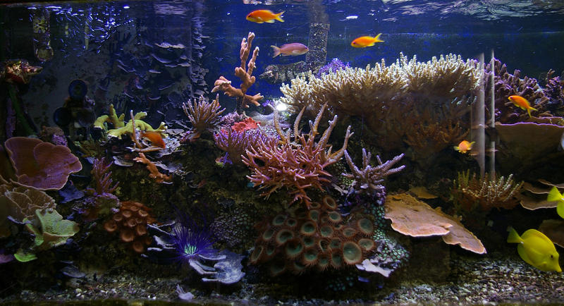 colourful fish and corals in a saltwater aquarium tank