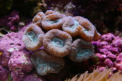 1354-trumpet_coral_0038.JPG