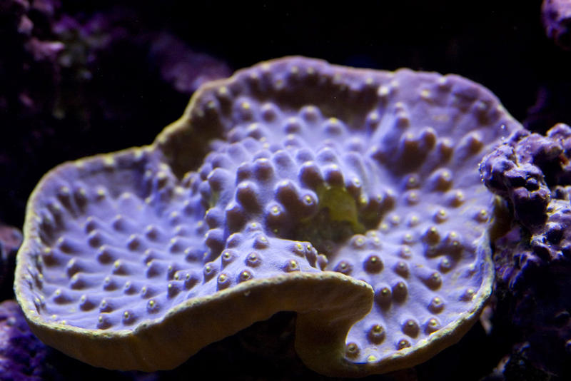 velvet plate finger coral, Montipora species