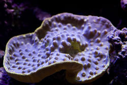 1355-velvet_plate_coral1550.jpg