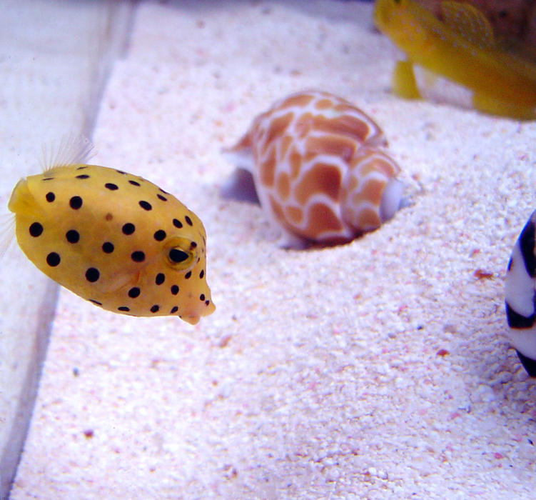 a yellow box fish - ostracion cubicus