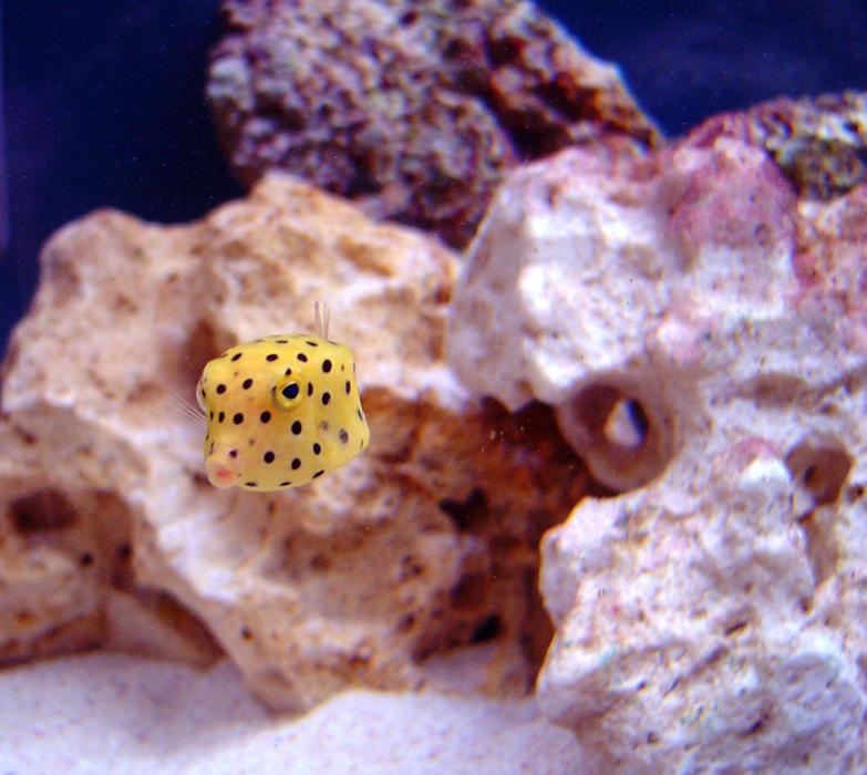 a yellow box fish - ostracion cubicus