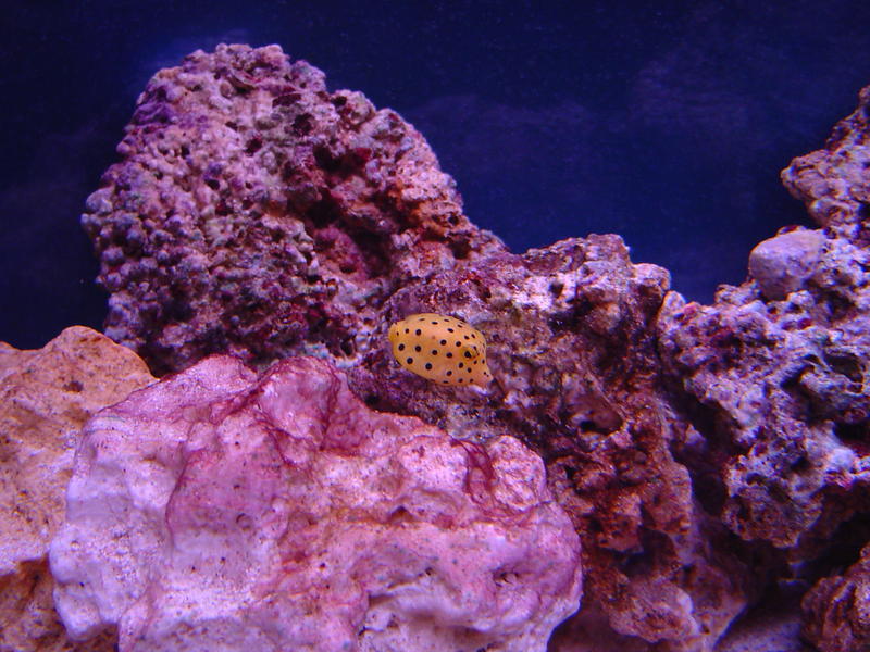 a yellow box fish - ostracion cubicus