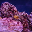 1300-yellow_boxfish00532.JPG