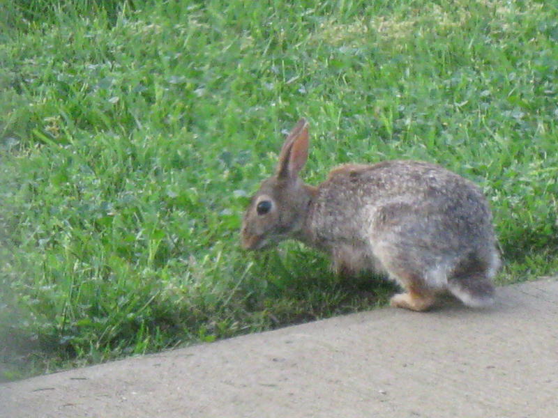 <p>Mother Rabbit looking for food for her little ones.</p>