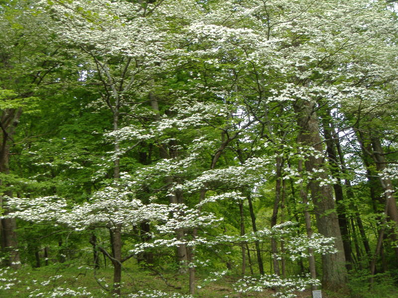 <p>Dogwoods blooming in Otter Creek Park, Muldraugh, Kentucky early spring.</p>