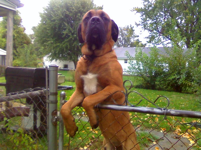 <p>One of my friend's little bitty dog. NOT</p>