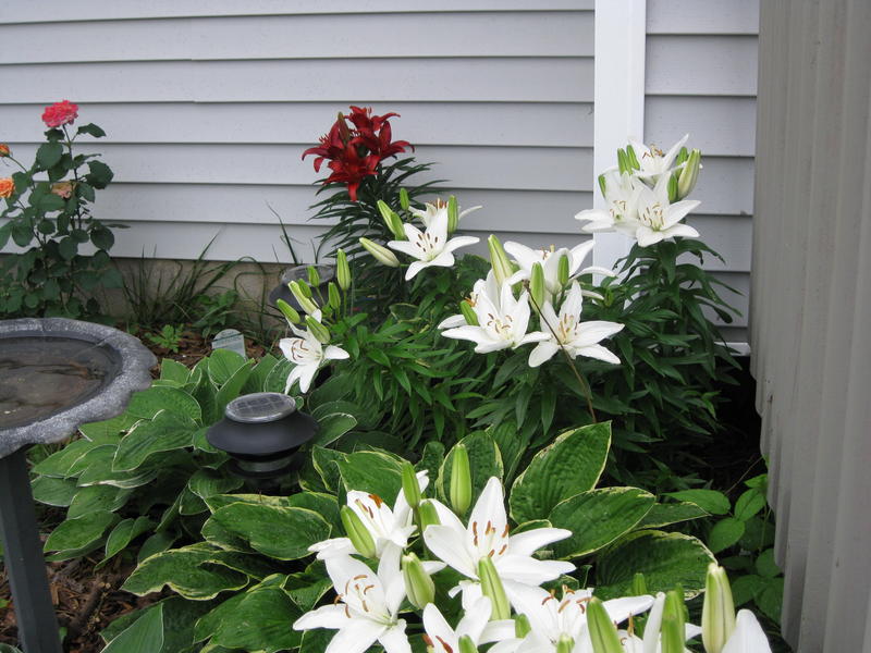 <p>Lilies growing in my back yard near Bird bath. Yes, I&nbsp;am a nature freak. I&nbsp;love wildlife.</p>