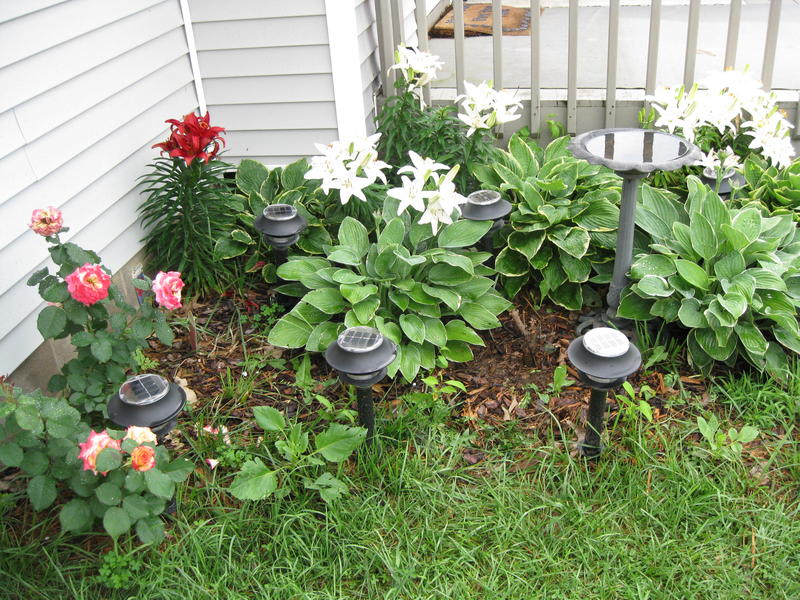 <p>Another view of my back yard colors of nature.</p>