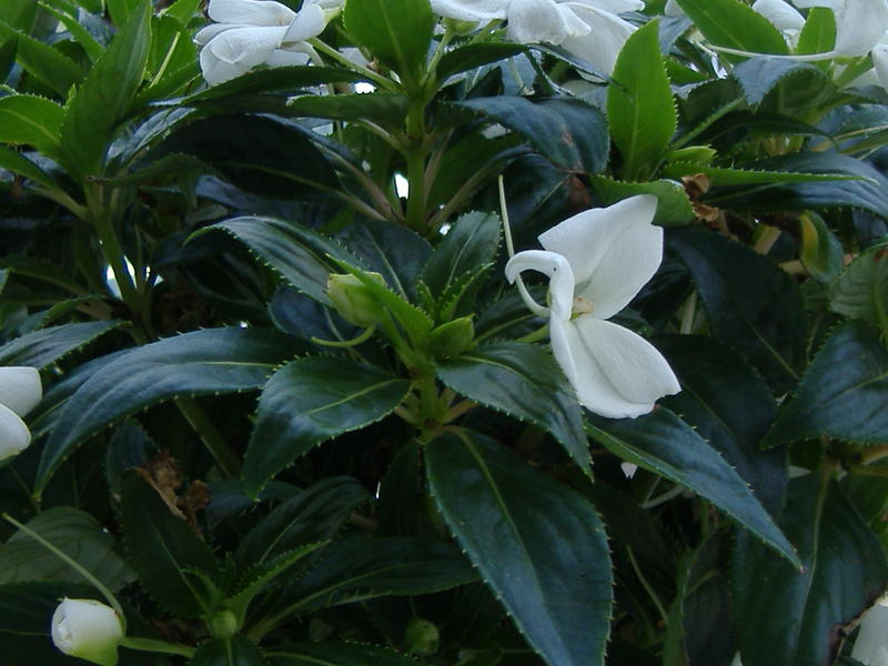 <p>Vinca from my flower garden.</p>