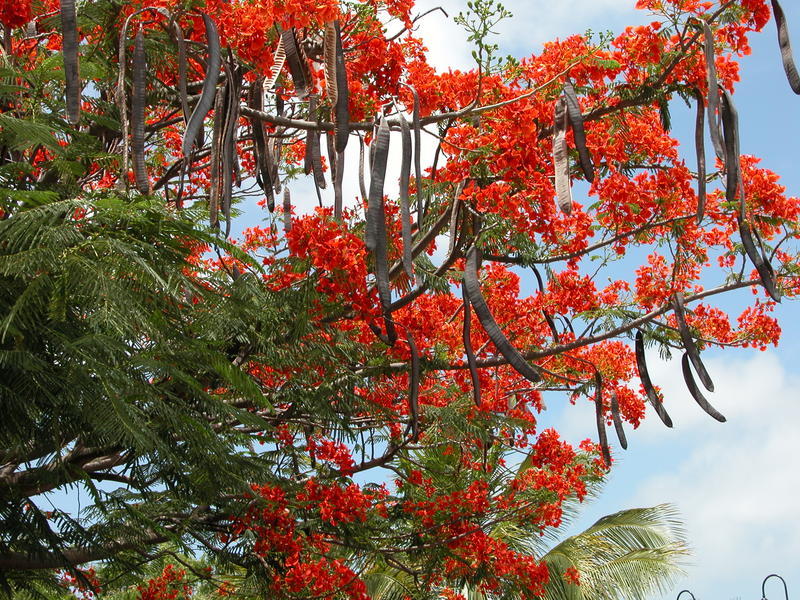 Flame tree with flowers and seed pods in the Caribbean island of Bonaire