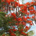 1945-Caribbean_Bonaire_flame_tree.jpg