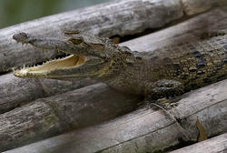 1744-Crocodile Teeth