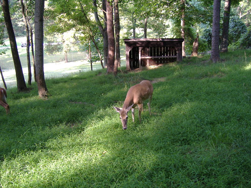 <p>Deer stroll freely at Bernheim Forest south of Louisville, Kentucky.</p>