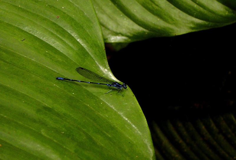a dragonfly resting on a rainforest leaf