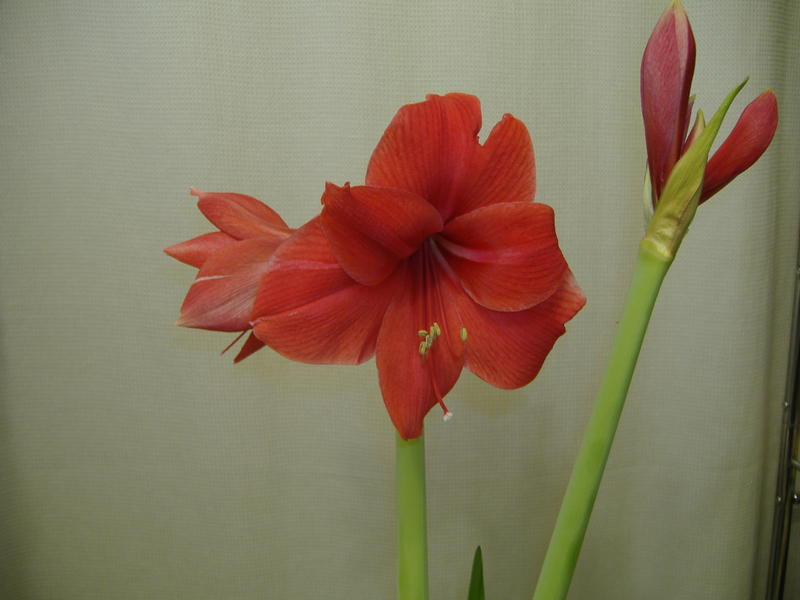 <p>This year's Amaryllis came out great. Such bold red colors.</p>