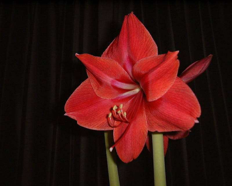<p>Another looks at one of my Christmas Amaryllis.</p>