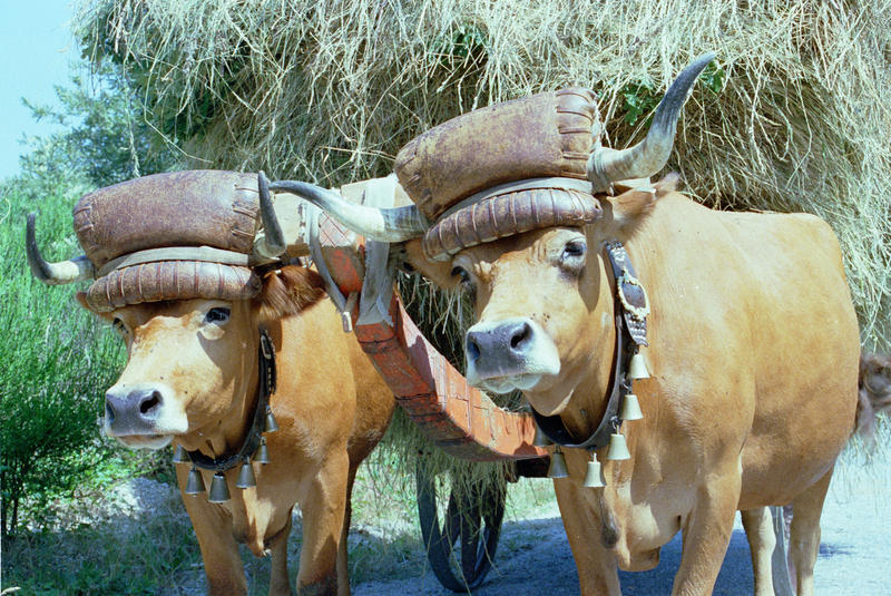 <p>Ox cart loaded with hay on a country road in central Portugal</p>