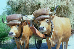 1881-Portugal_oxen_cart.jpg