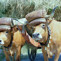 1881-Portugal_oxen_cart.jpg