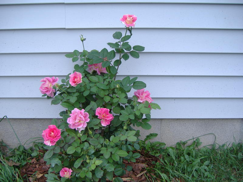 <p>Sorry ... I&nbsp;forgot the name of this rose bush.</p>