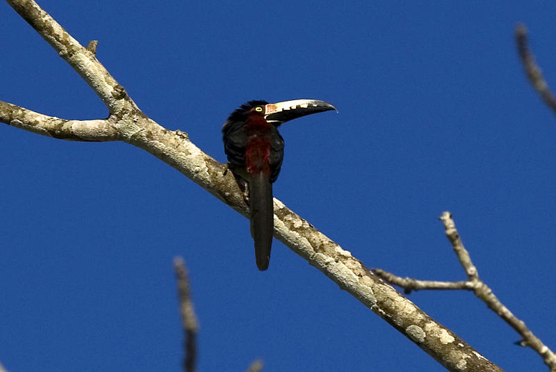 Toucanettes in a Guatemalan tree