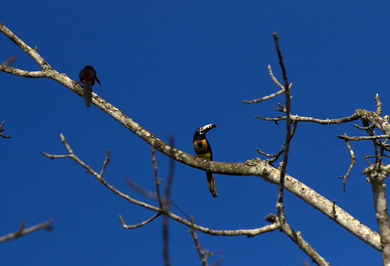 Toucanettes in a Guatemalan tree