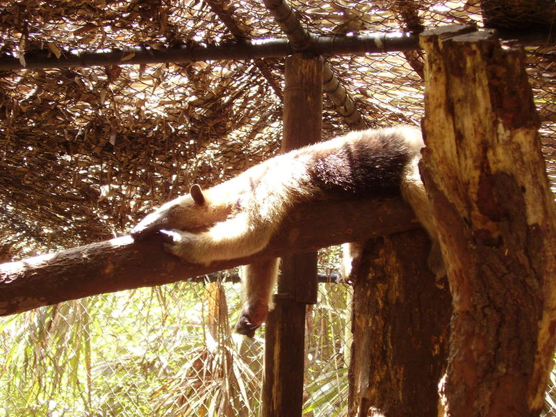 an ant eater basking in the mid day sun